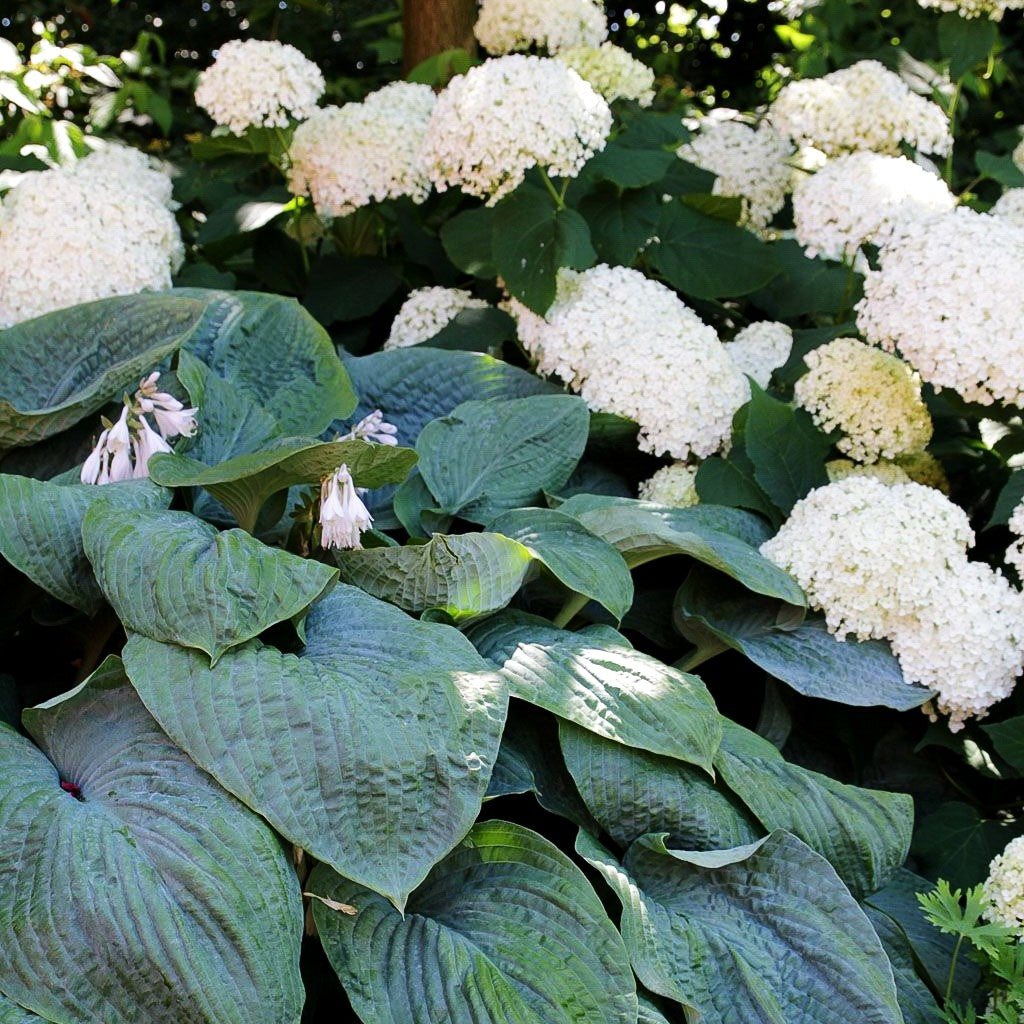 Große Blaublatt-Funkie 'Elegans' (Hosta sieboldiana)
