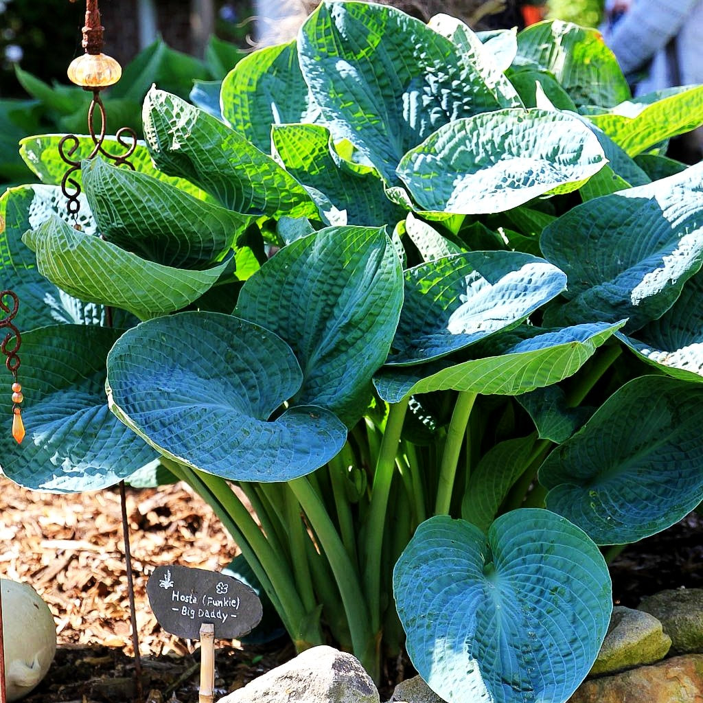 Große, blaugraue Funkie 'Big Daddy' (Hosta sieboldiana)