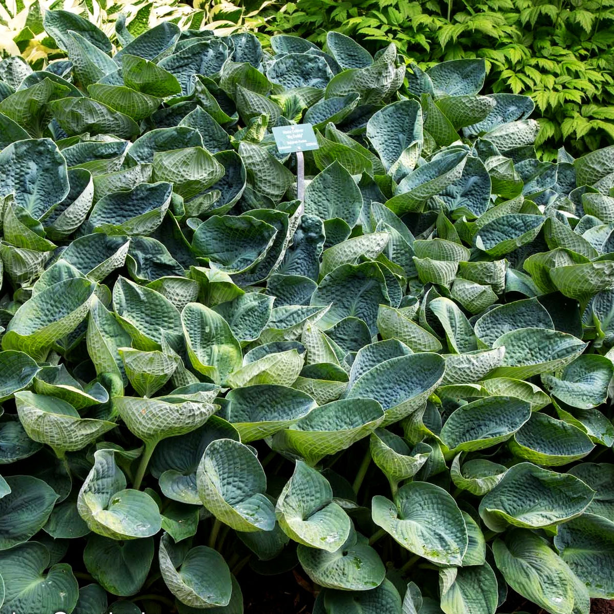 Große, blaugraue Funkie 'Big Daddy' (Hosta sieboldiana)
