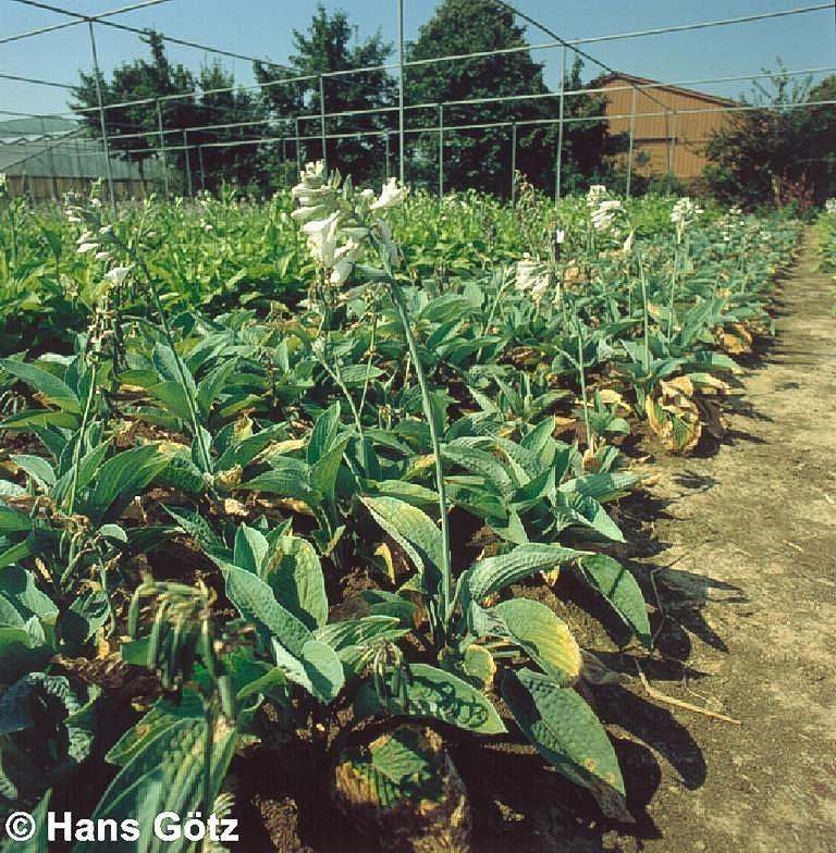 Große, blaugraue Funkie 'Big Mama' (Hosta sieboldiana)