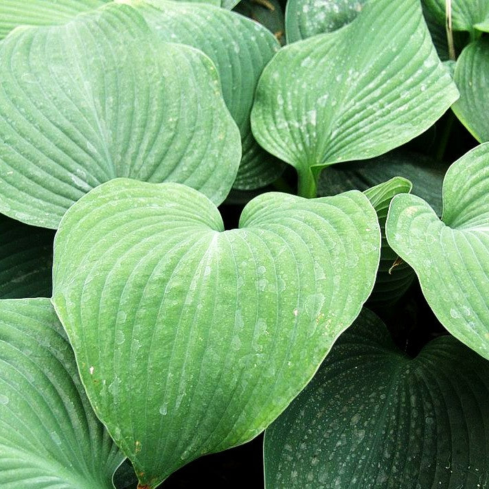 Große, blaugraue Funkie 'Blue Angel' (Hosta sieboldiana)