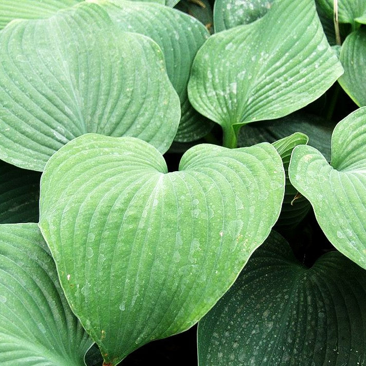 Große, blaugraue Funkie 'Blue Angel' (Hosta sieboldiana)