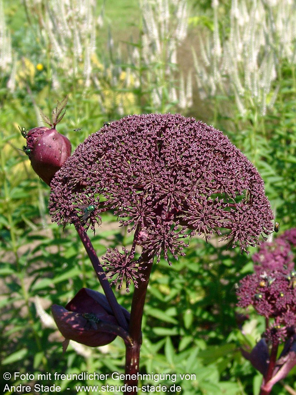 Große Engelwurz (Angelica gigas)