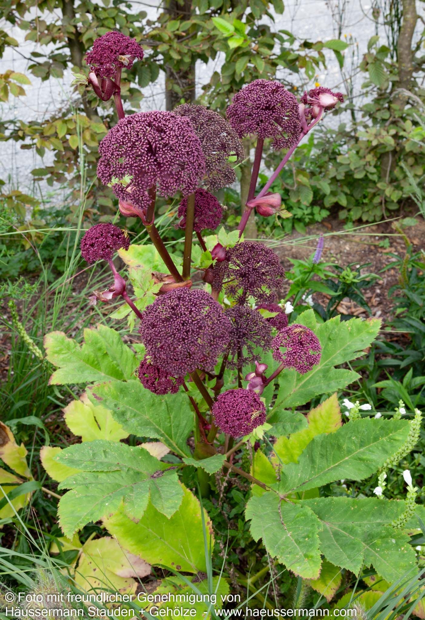 Große Engelwurz (Angelica gigas)