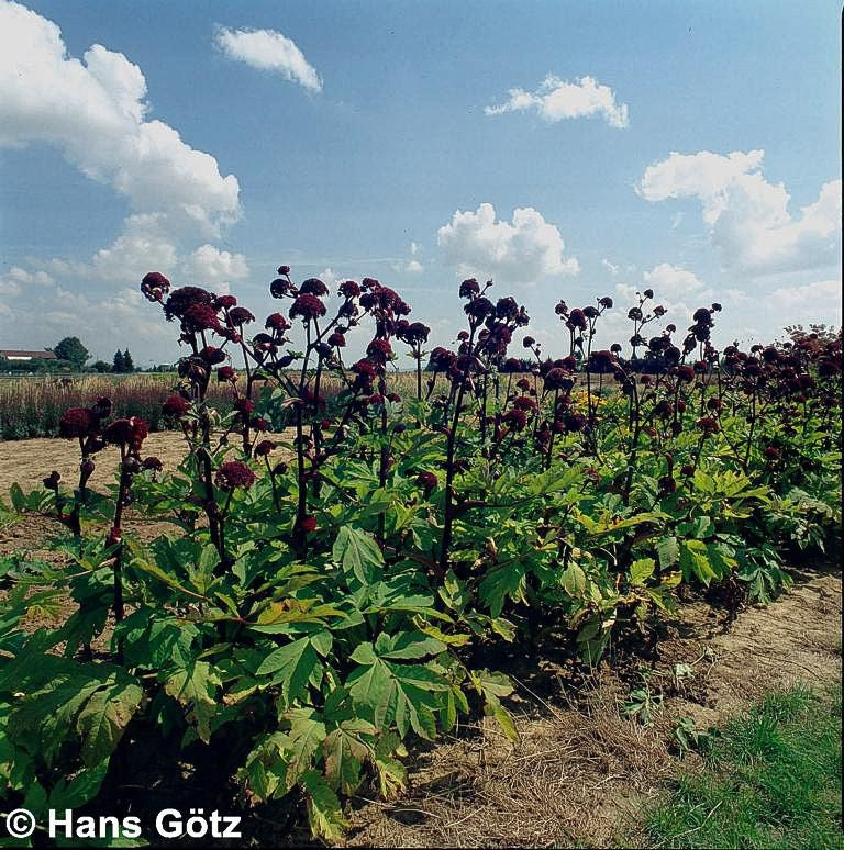 Große Engelwurz (Angelica gigas)