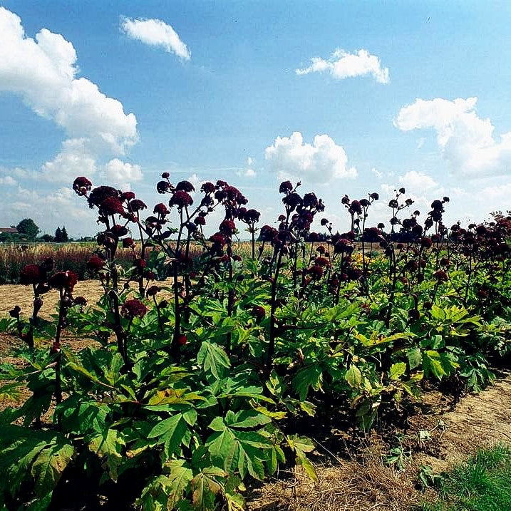 Große Engelwurz (Angelica gigas)