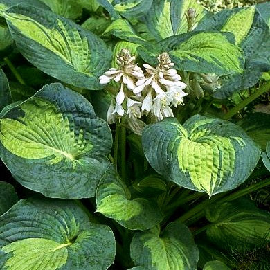 Große gelb-blaue Funkie 'Great Expectations' (Hosta sieboldiana)