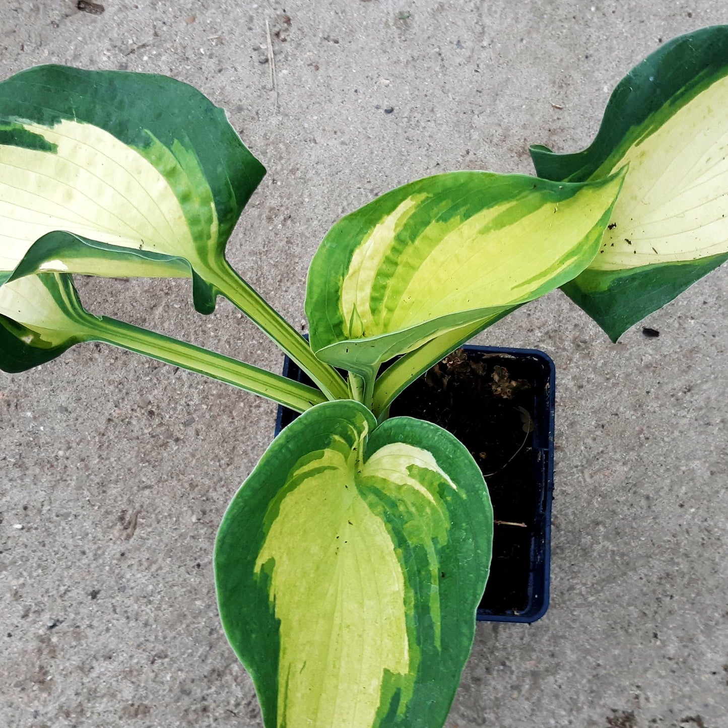 Große gelbblaue Funkie 'Hudson Bay' (Hosta x cult.)