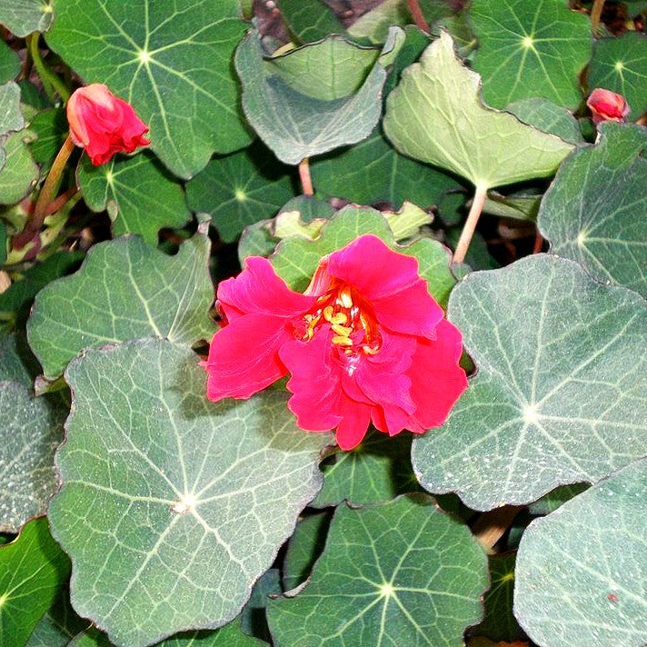 Große Kapuzinerkresse 'Red Wonder' (Tropaeolum majus)