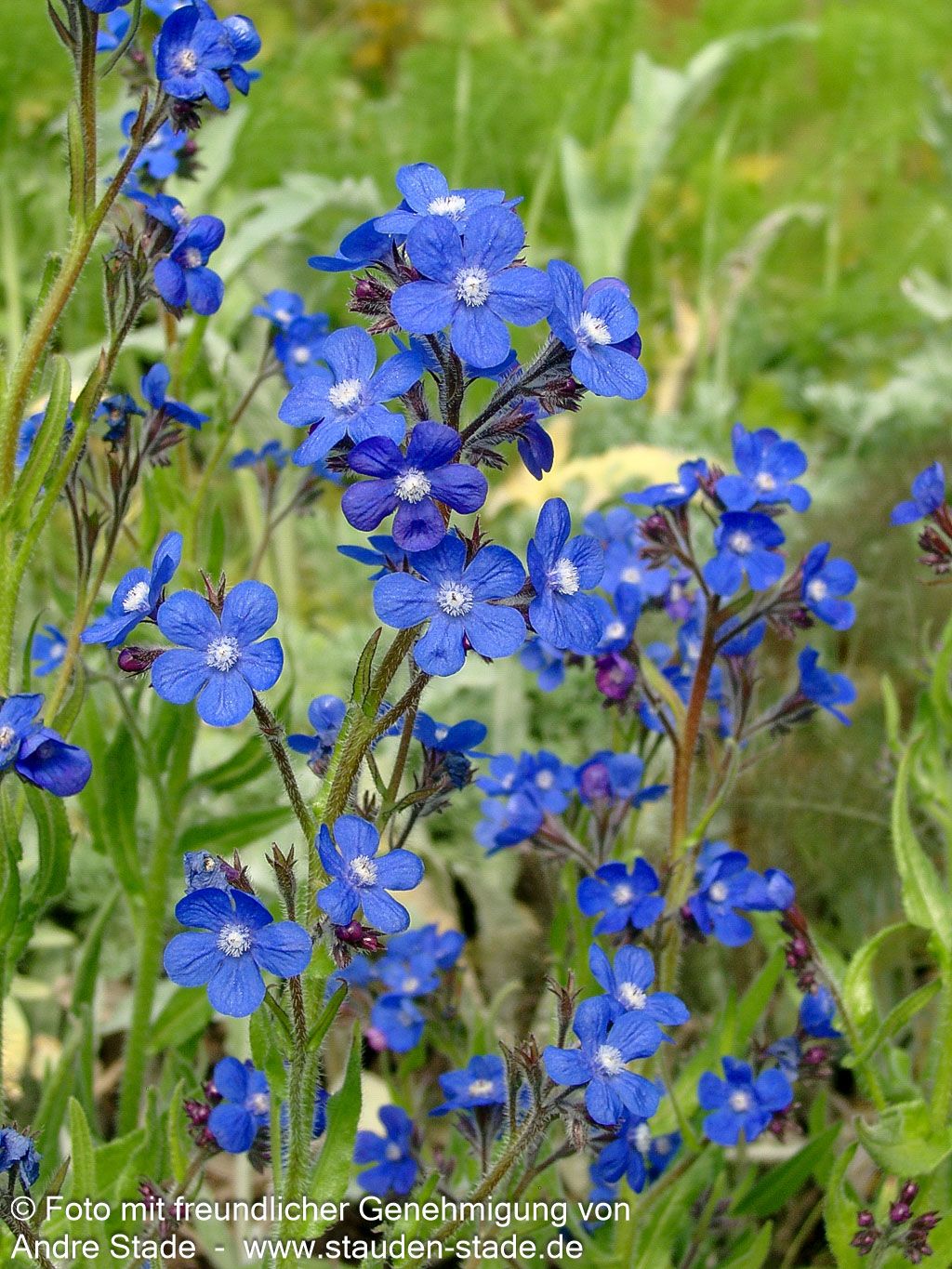 Große Ochsenzunge 'Feltham Pride' (Anchusa azurea)