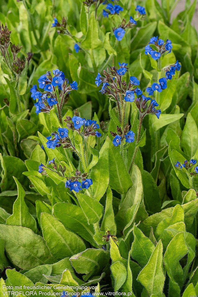 Große Ochsenzunge 'Loddon Royalist' (Anchusa azurea)