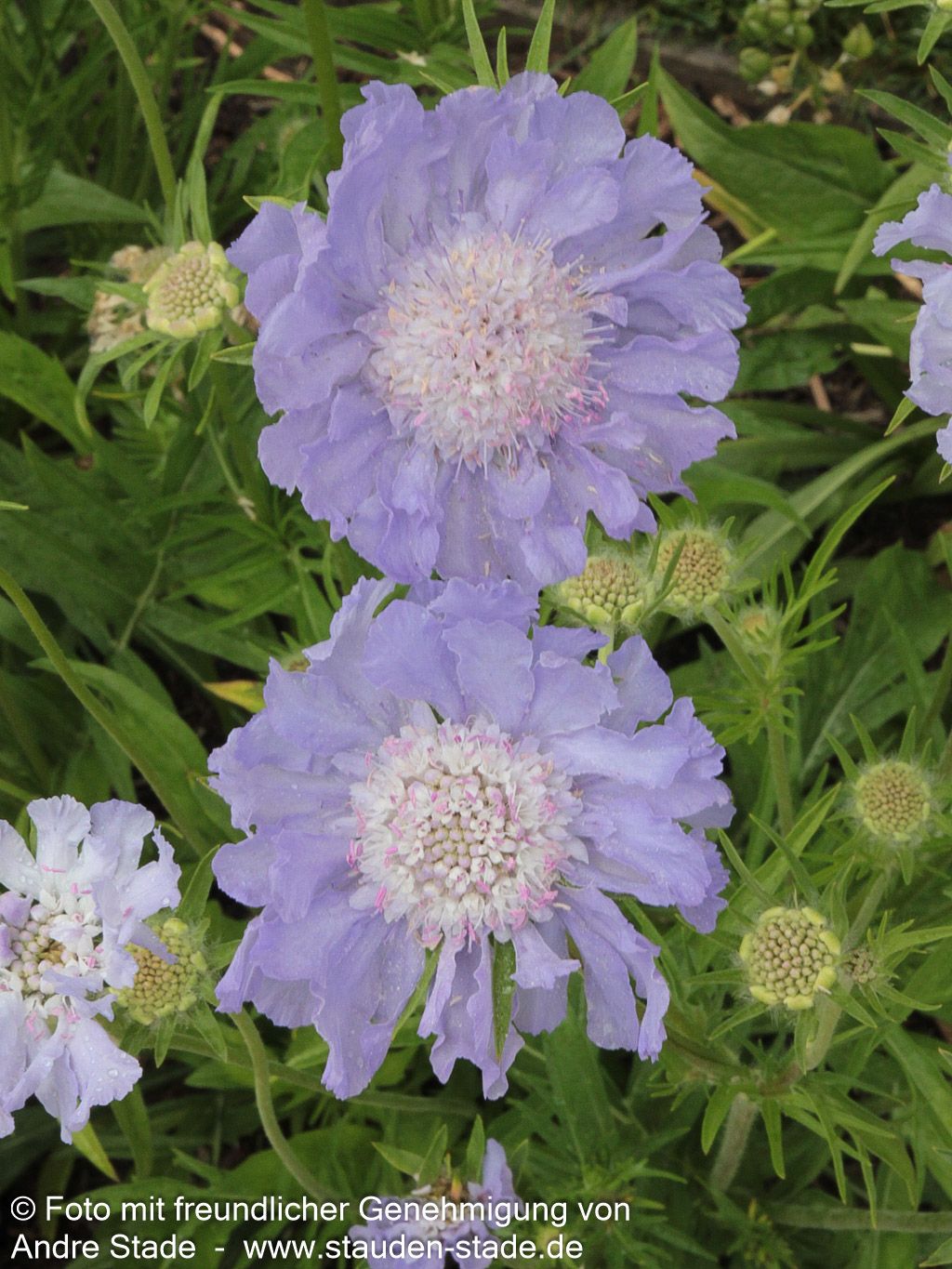 Große Skabiose 'Perfecta' (Scabiosa caucasica)