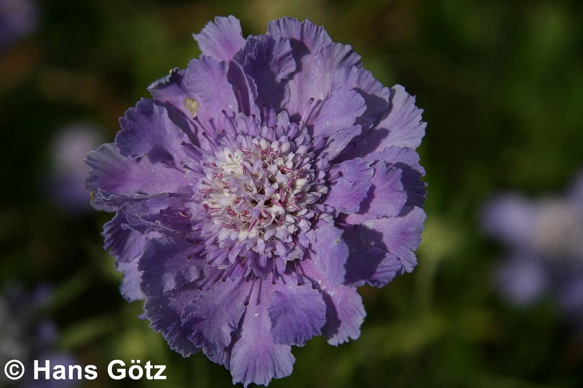Große Skabiose 'Perfecta' (Scabiosa caucasica)