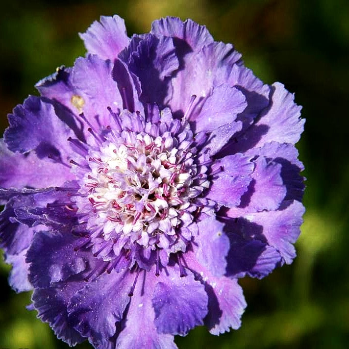 Große Skabiose 'Perfecta' (Scabiosa caucasica)