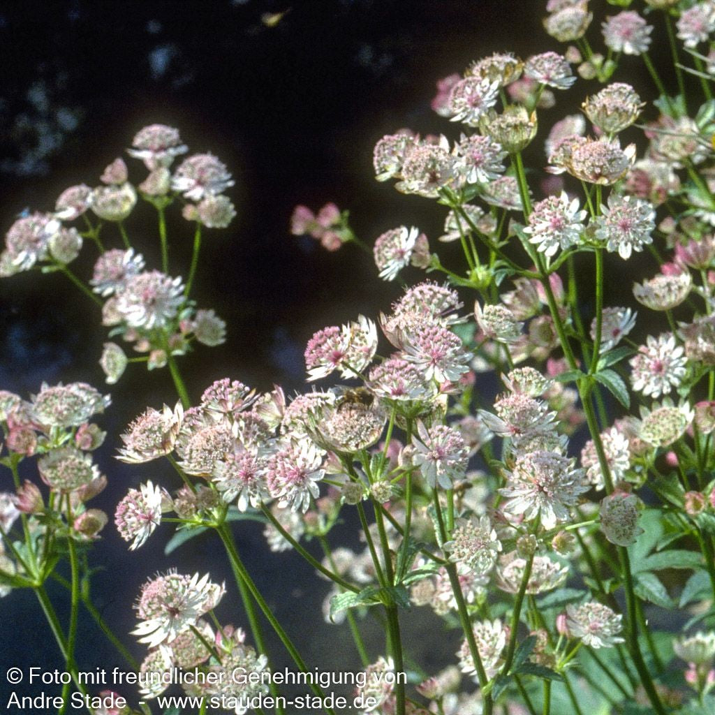 Große Sterndolde (Astrantia major)