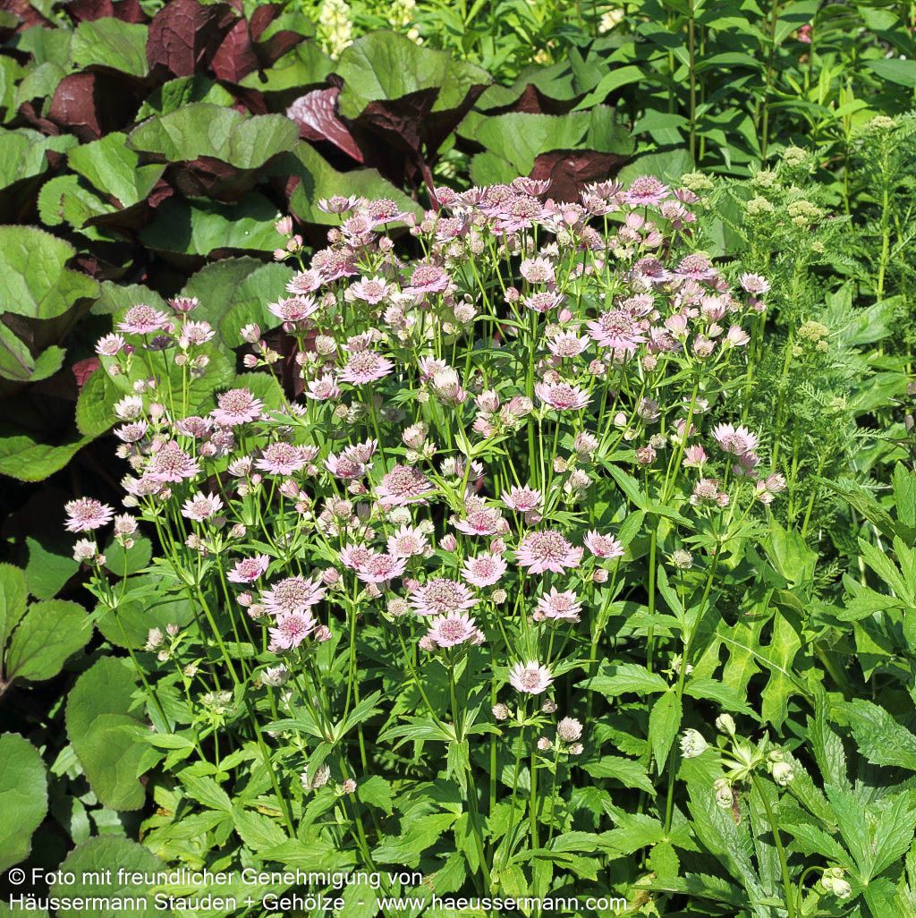 Große Sterndolde (Astrantia major)