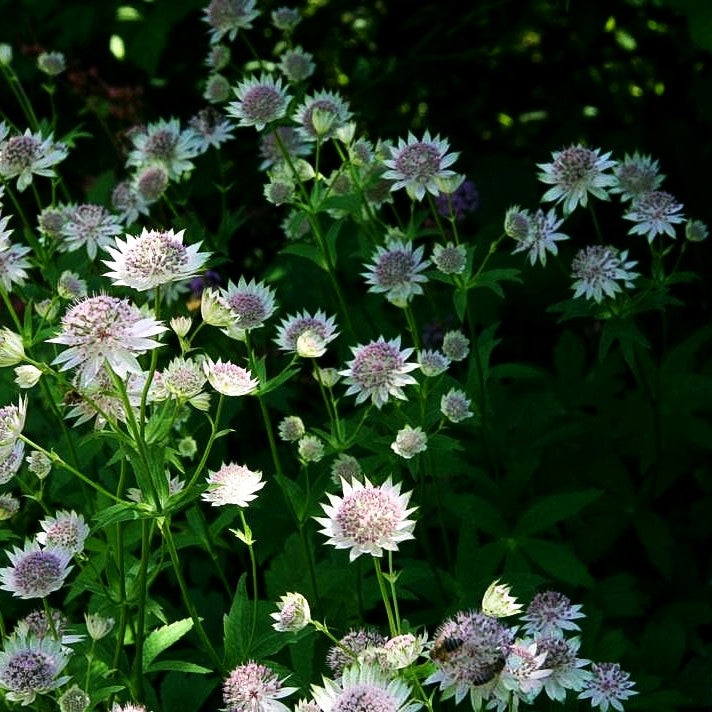 Große Sterndolde 'Buckland' (Astrantia major)