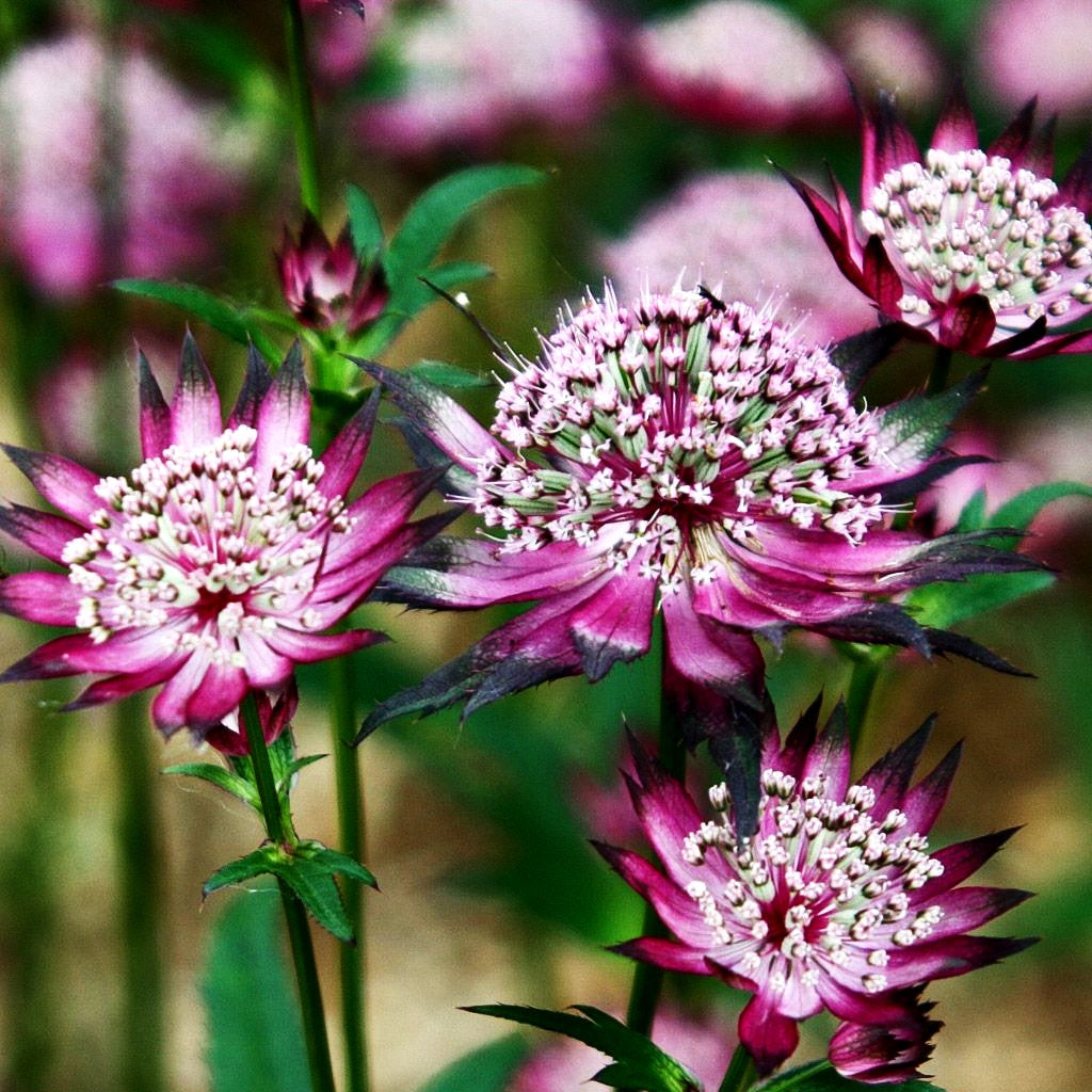 Große Sterndolde 'Claret' (Astrantia major)