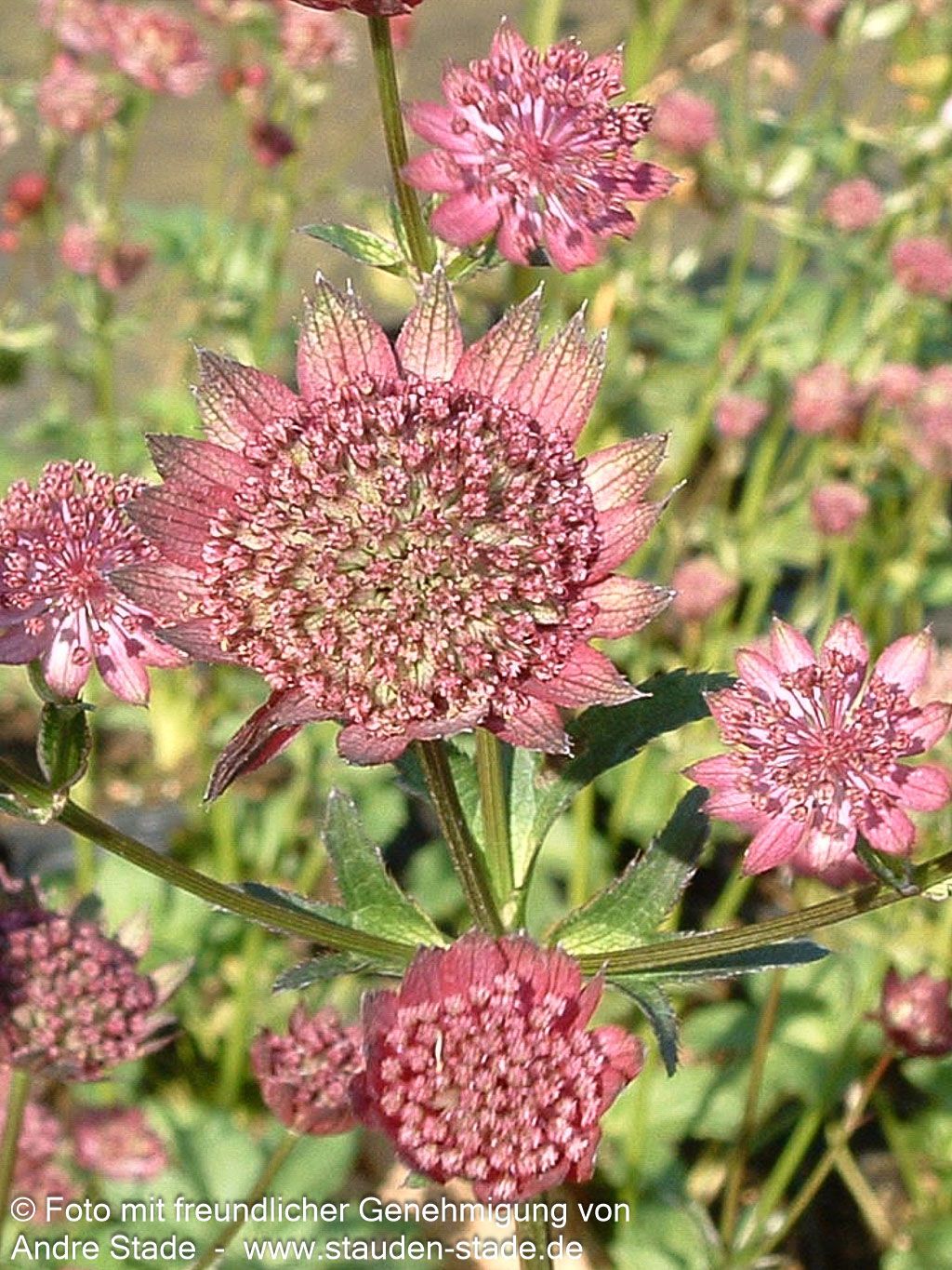 Große Sterndolde 'Moulin Rouge' (Astrantia major)