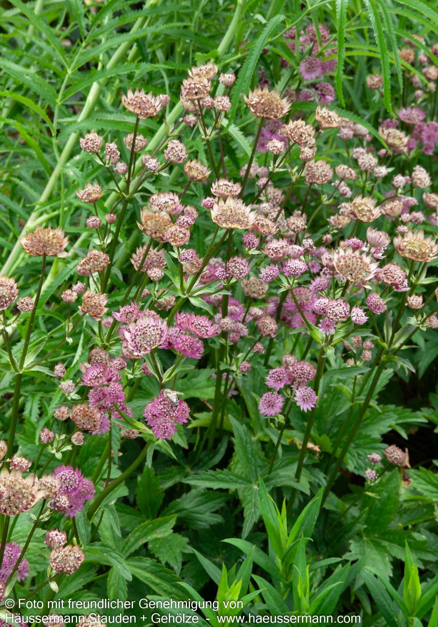 Große Sterndolde 'Roma' (Astrantia major)