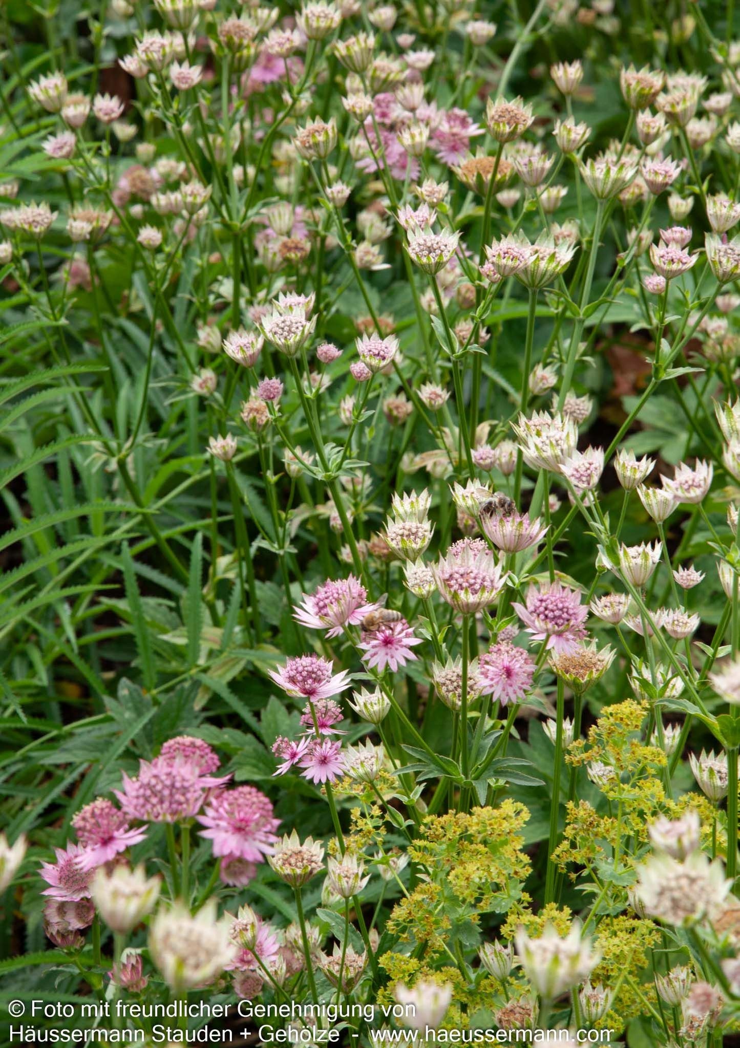 Große Sterndolde 'Roma' (Astrantia major)