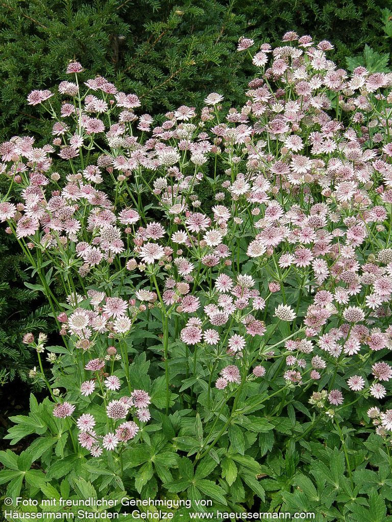 Große Sterndolde 'Roma' (Astrantia major)