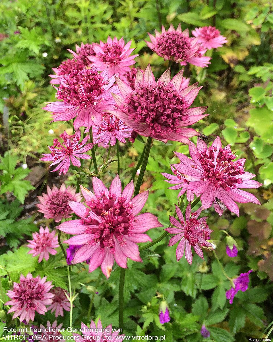 Große Sterndolde 'Roma' (Astrantia major)