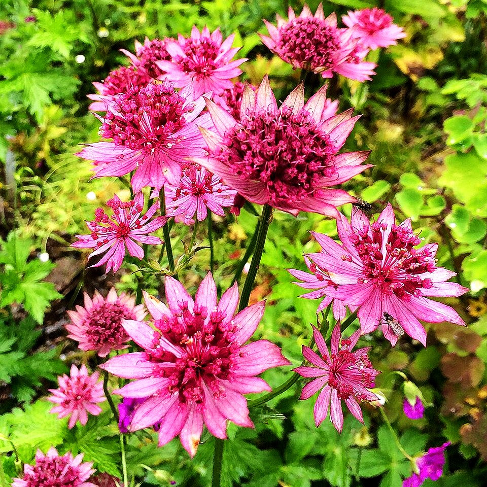 Große Sterndolde 'Roma' (Astrantia major)