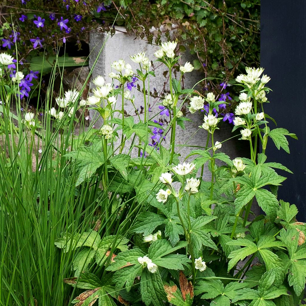 Große Sterndolde 'Snow Star' (Astrantia major)