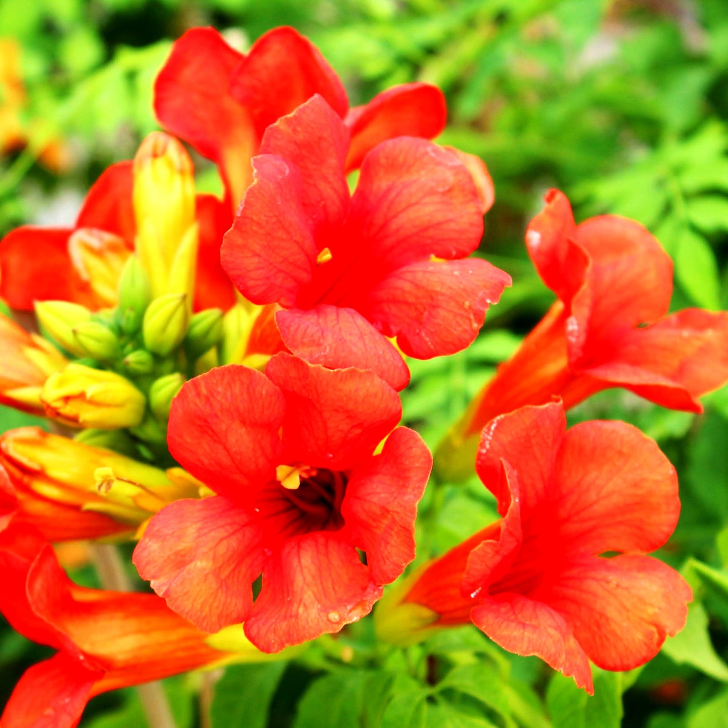 Große Trompetenwinde 'Fire Trumpet Vine' (Campsis x tagliab.)