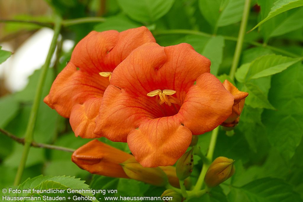 Große Trompetenwinde 'Mme Galen' (Campsis x tagliabuana)