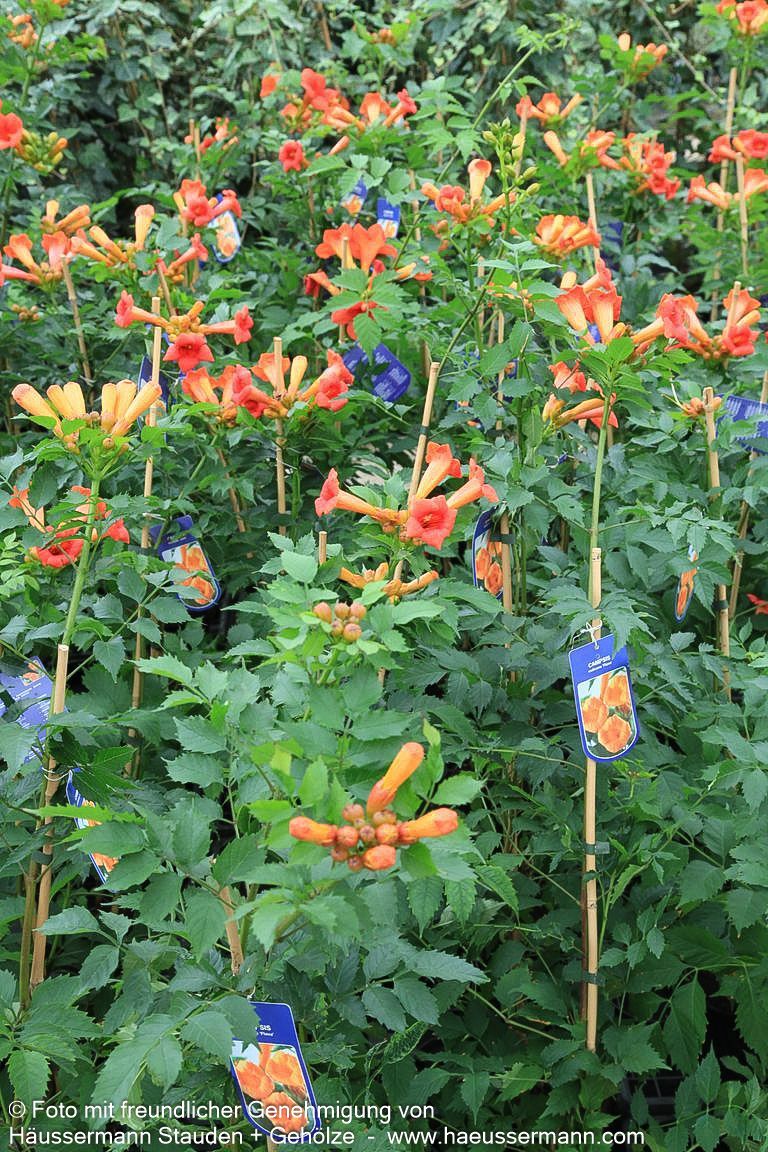 Große Trompetenwinde 'Mme Galen' (Campsis x tagliabuana)