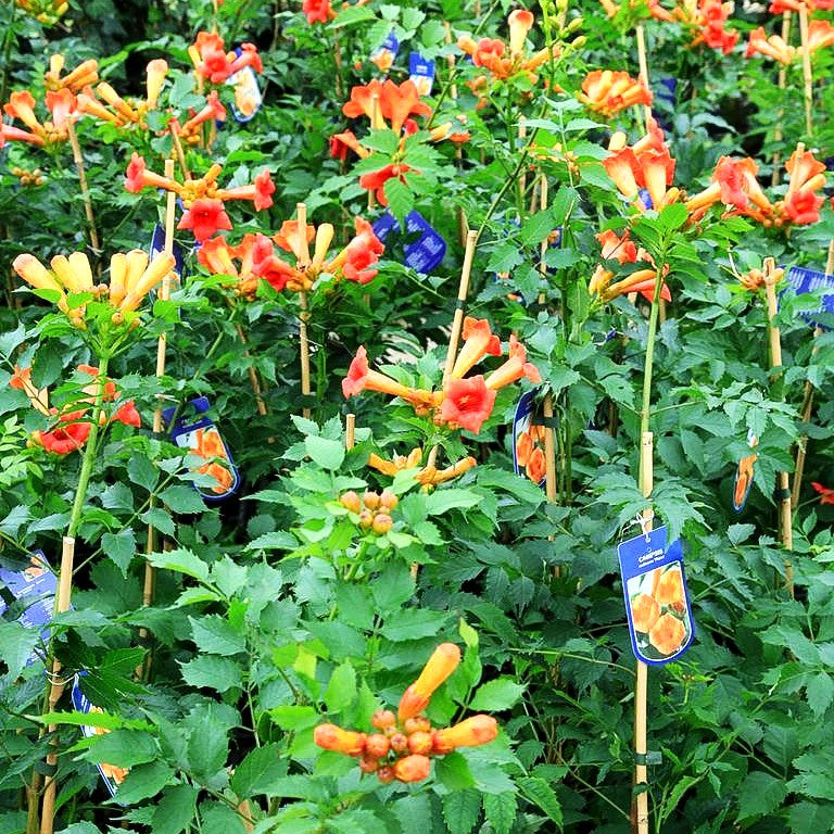 Große Trompetenwinde 'Mme Galen' (Campsis x tagliabuana)