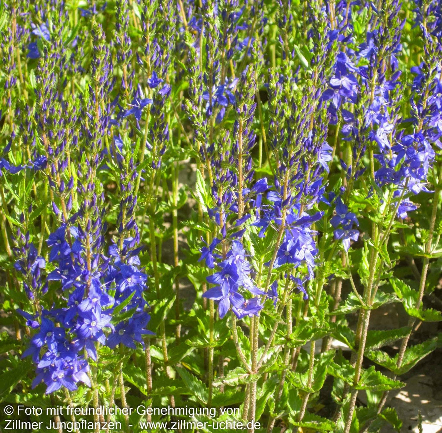 Großer Ehrenpreis 'Knallblau' (Veronica teucrium)