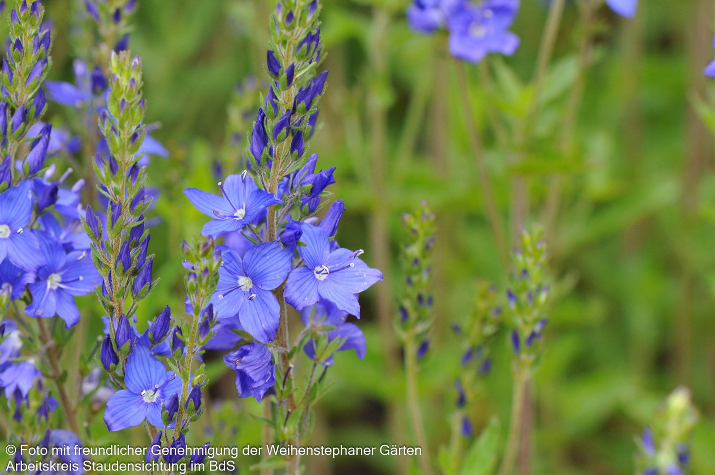 Großer Ehrenpreis 'Knallblau' (Veronica teucrium)