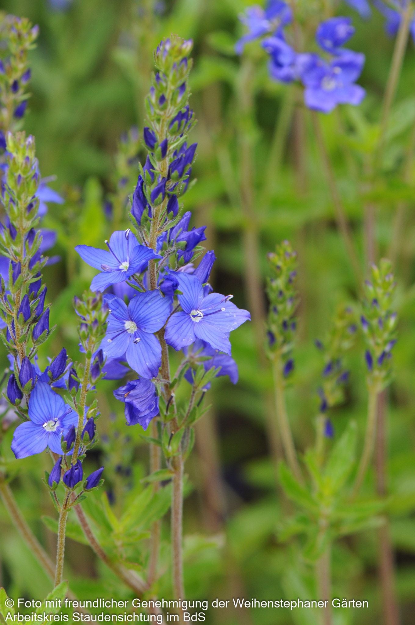 Großer Ehrenpreis 'Knallblau' (Veronica teucrium)