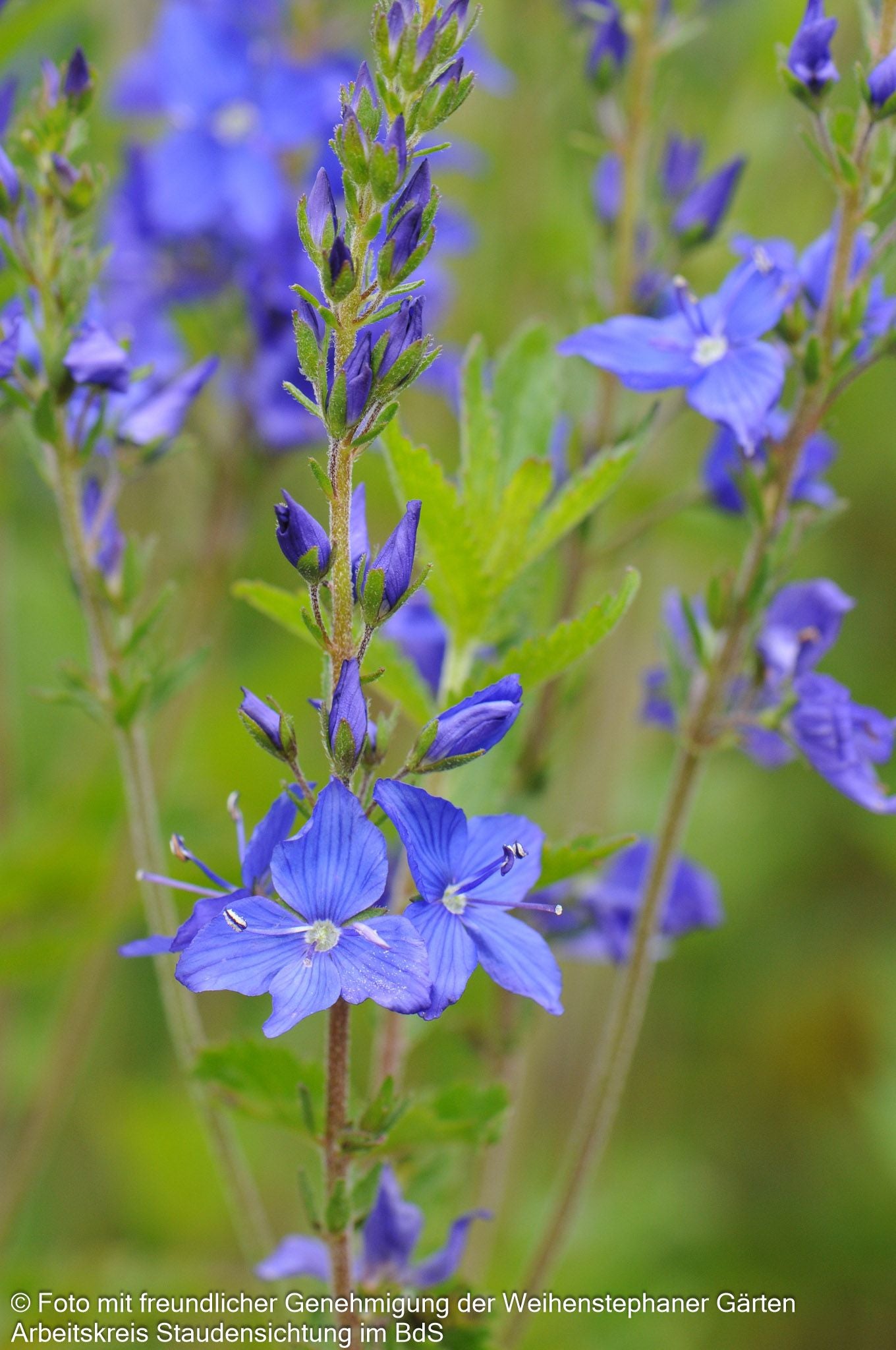Großer Ehrenpreis 'Knallblau' (Veronica teucrium)