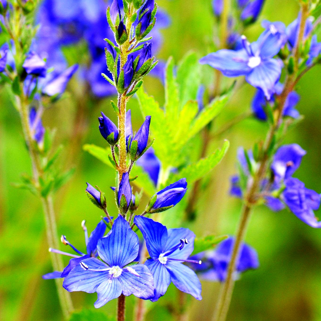 Großer Ehrenpreis 'Knallblau' (Veronica teucrium)