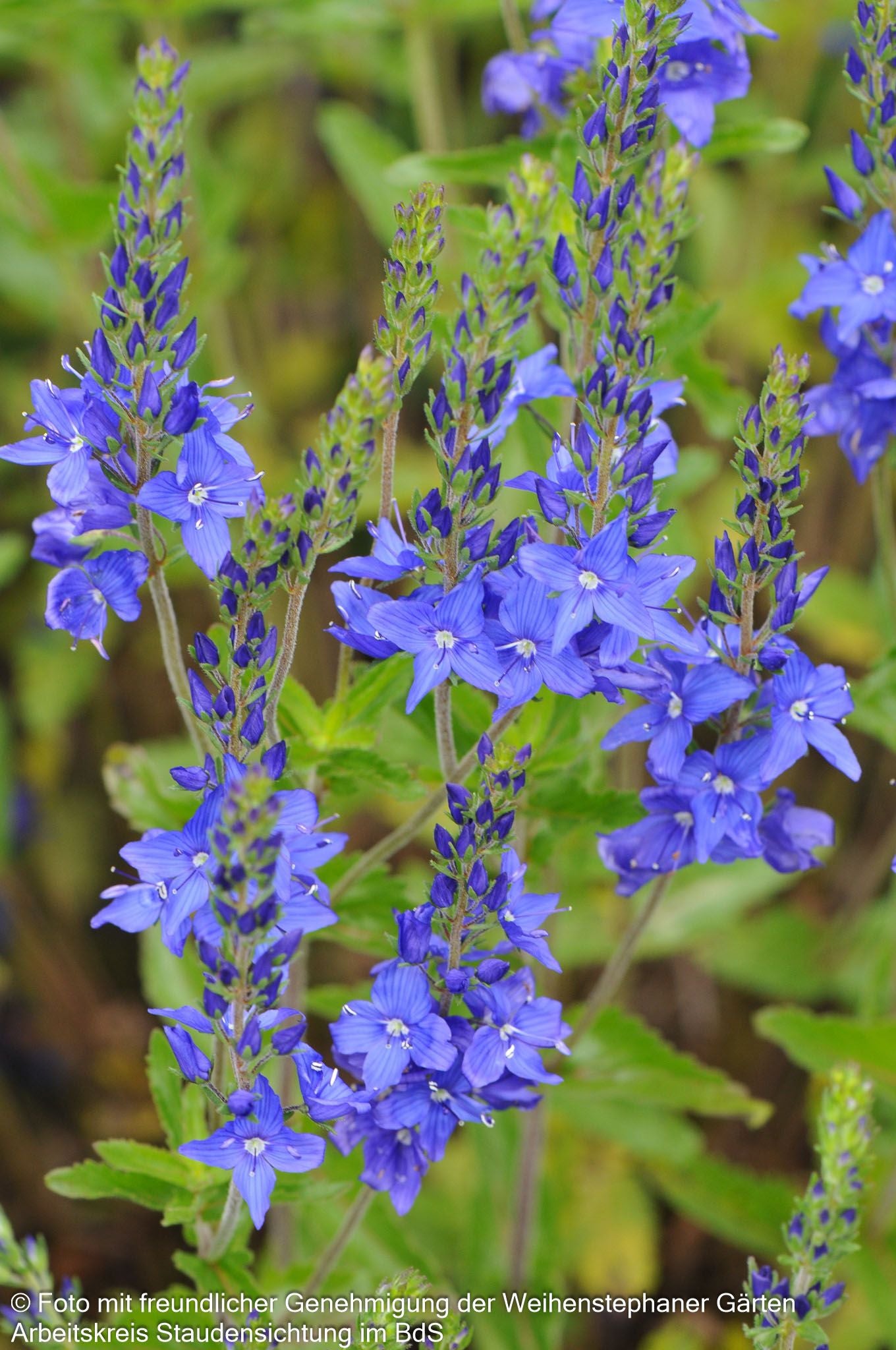 Großer Ehrenpreis 'Knallblau' (Veronica teucrium)