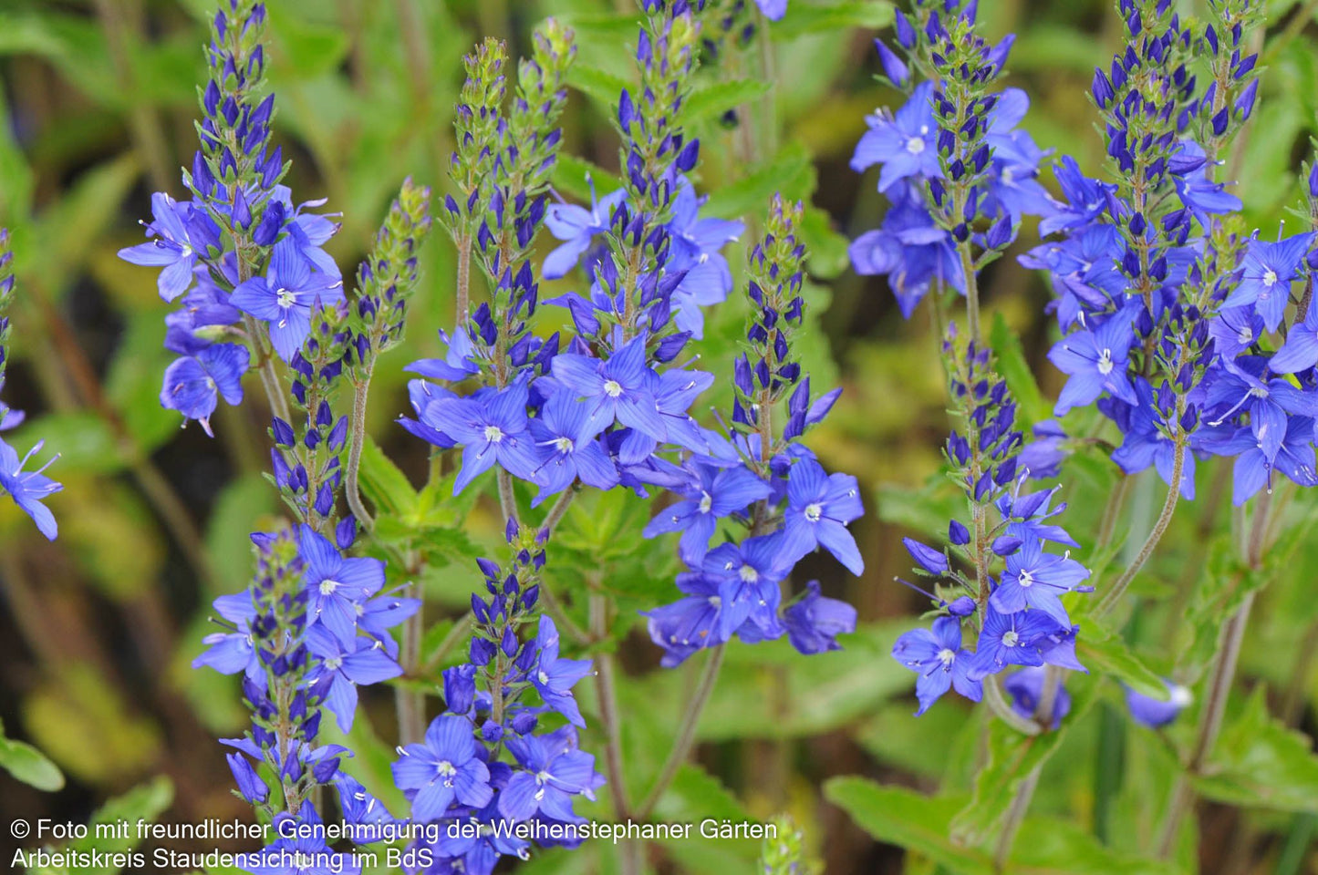 Großer Ehrenpreis 'Knallblau' (Veronica teucrium)