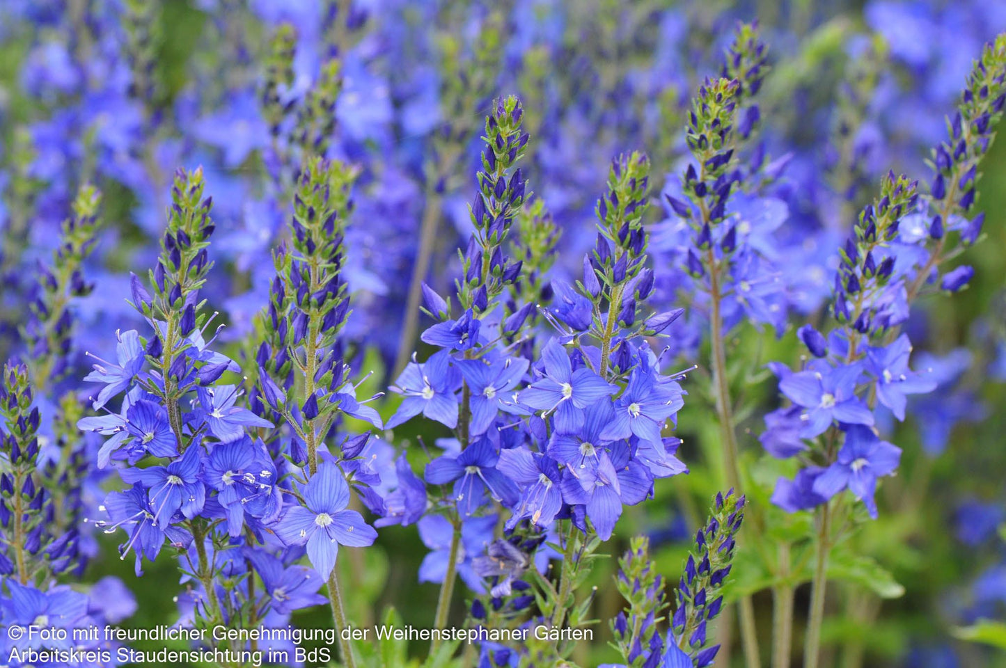 Großer Ehrenpreis 'Knallblau' (Veronica teucrium)