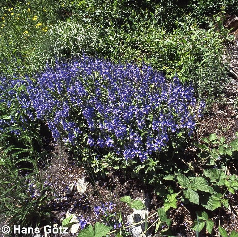 Großer Ehrenpreis (Veronica teucrium)