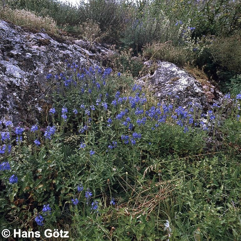Großer Ehrenpreis (Veronica teucrium)