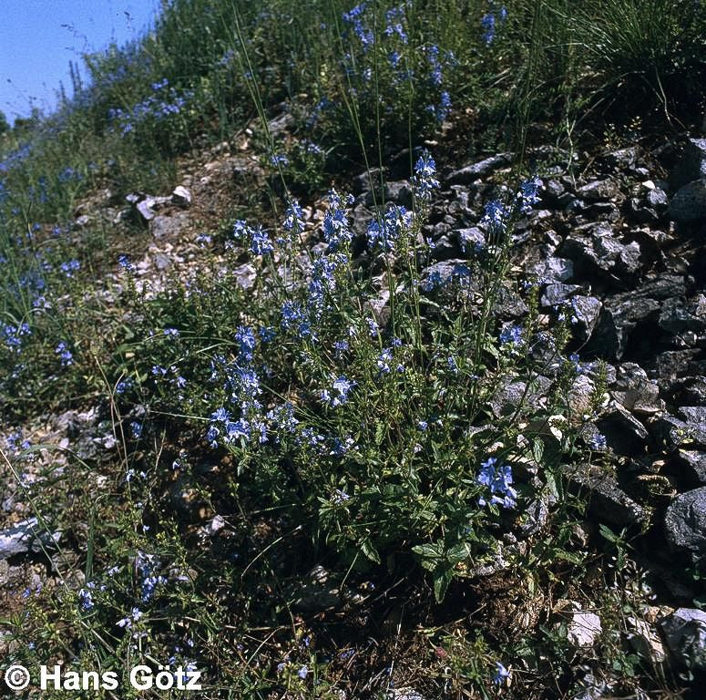 Großer Ehrenpreis (Veronica teucrium)