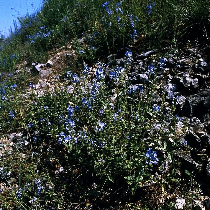 Großer Ehrenpreis (Veronica teucrium)