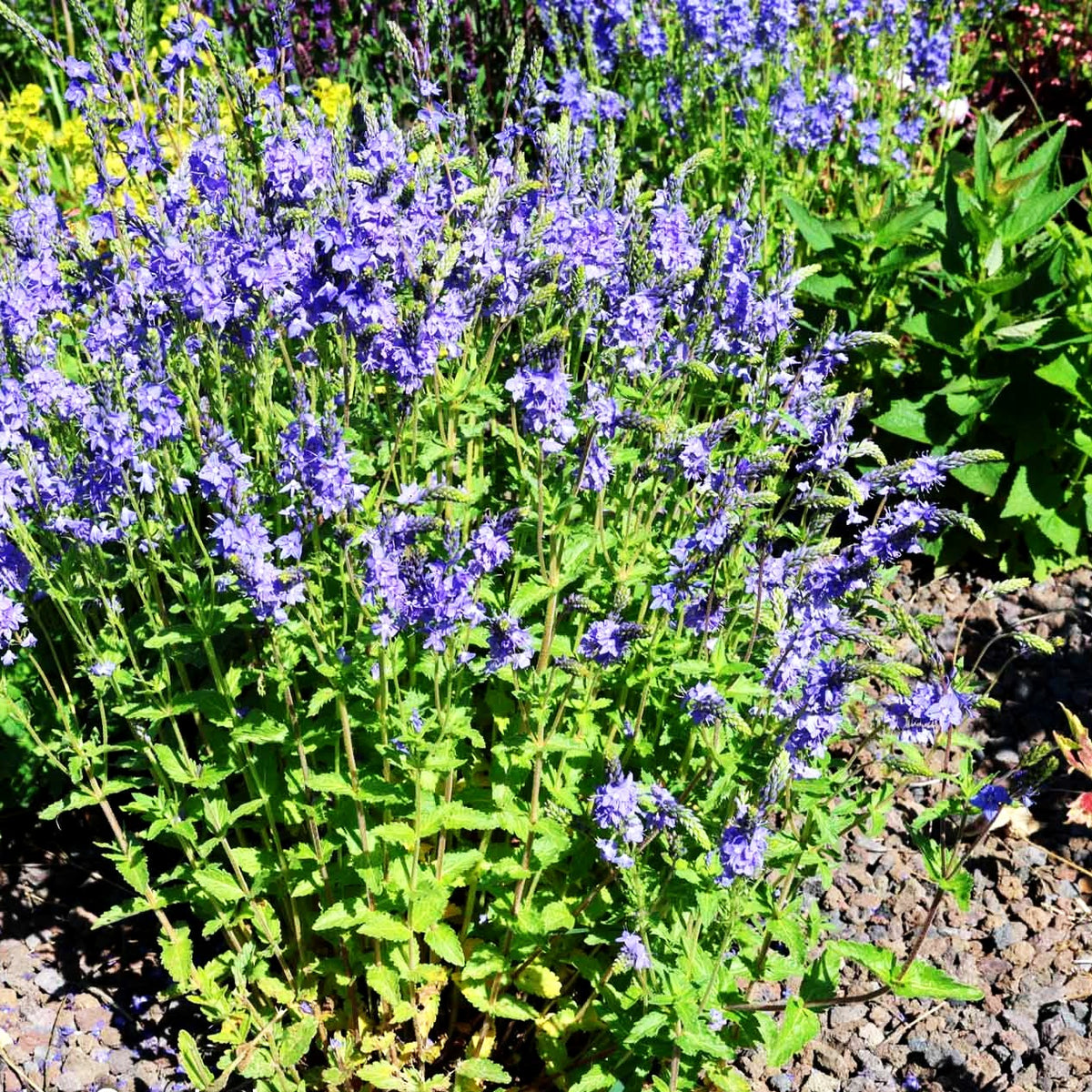 Großer Ehrenpreis (Veronica teucrium)