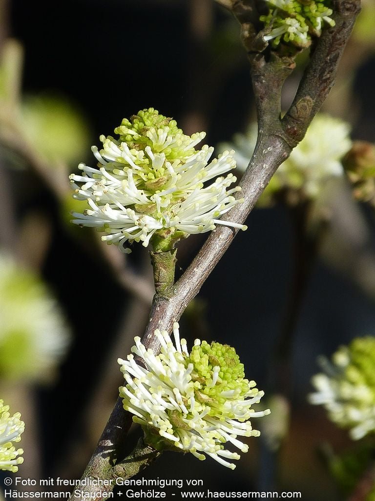 Großer Federbuschstrauch (Fothergilla major)