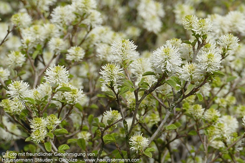 Großer Federbuschstrauch (Fothergilla major)