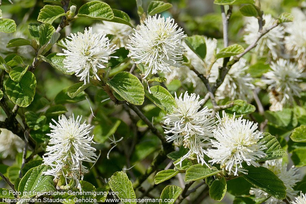 Großer Federbuschstrauch (Fothergilla major)