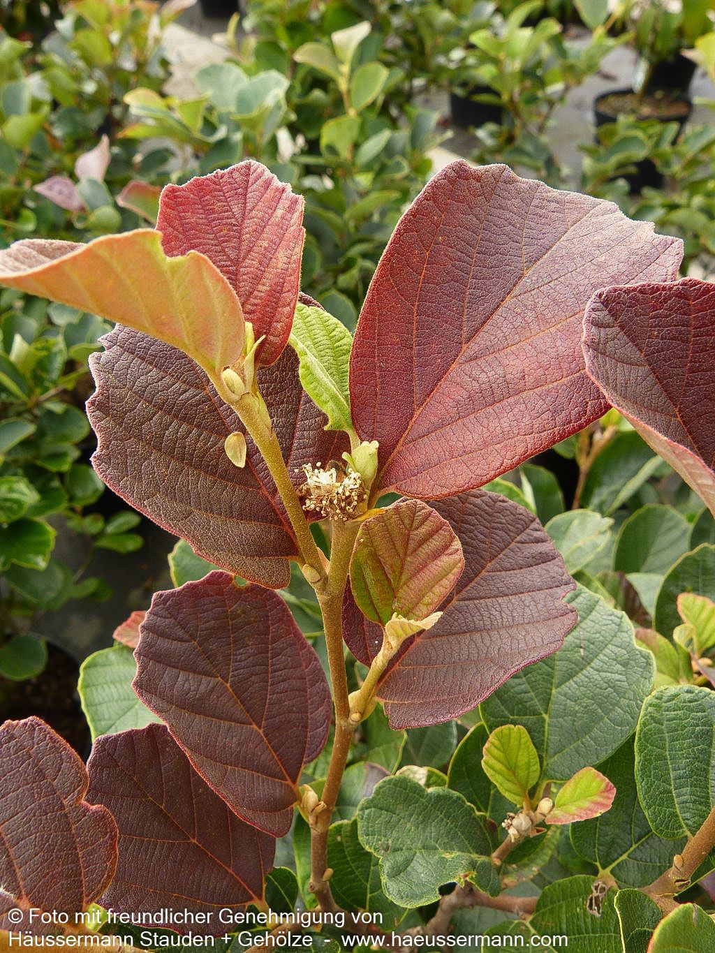 Großer Federbuschstrauch (Fothergilla major)